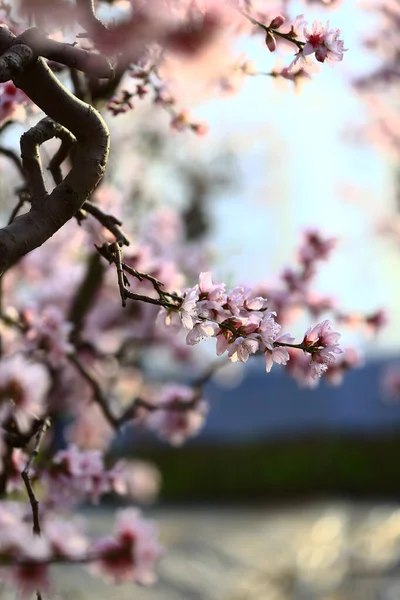 Full Bloom Peach Blossom — Stock Photo, Image