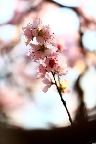 Full Bloom Peach Blossom — Stock Photo, Image