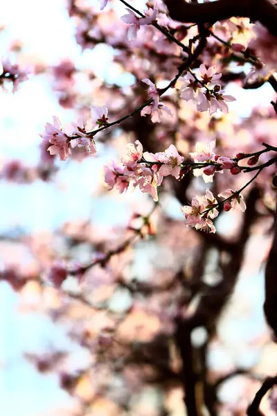 Şeftali çiçeğinin tam çiçeğinde