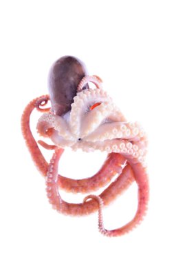 Beyaz arkaplanda ahtapot