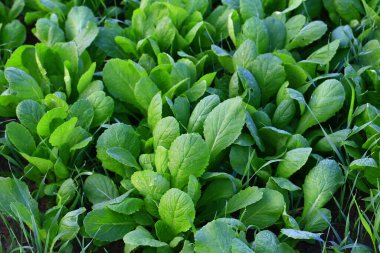 Tarlada Çin lahanası