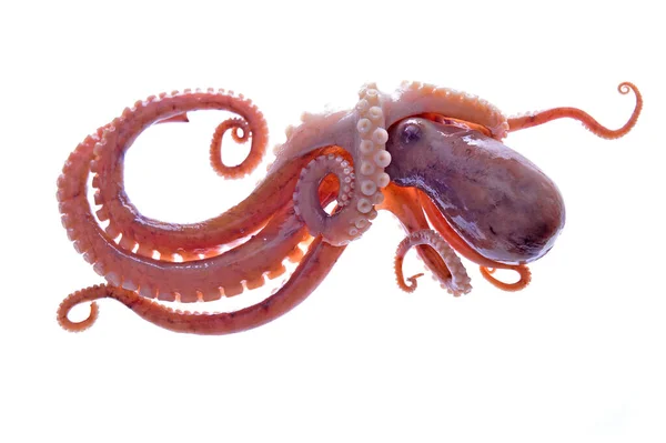 Octopus Een Witte Achtergrond — Stockfoto