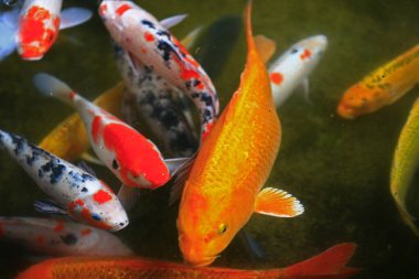 Göletteki süs balığı