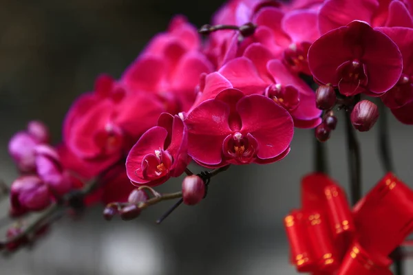 Orquídeas Bonitas Orquídea Borboleta — Fotografia de Stock