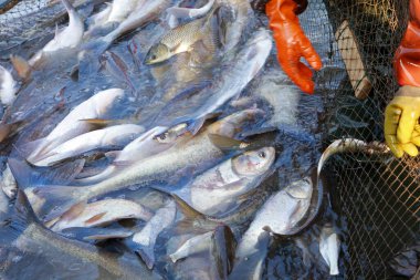 Balık ağlarındaki balıklar.