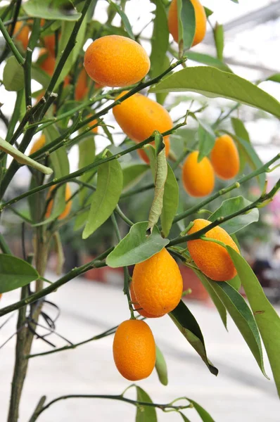 Dojrzałe Drzewo Pomarańczowe — Zdjęcie stockowe