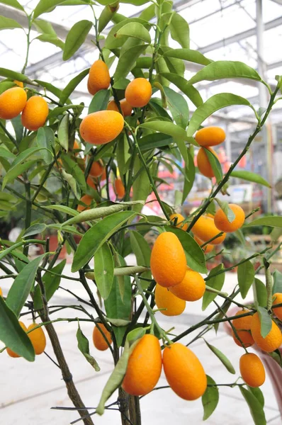 Dojrzałe Drzewo Pomarańczowe — Zdjęcie stockowe