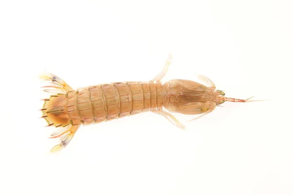 Auf Weißem Hintergrund Del Piero Shrimp Eine Art Marine Orga — Stockfoto