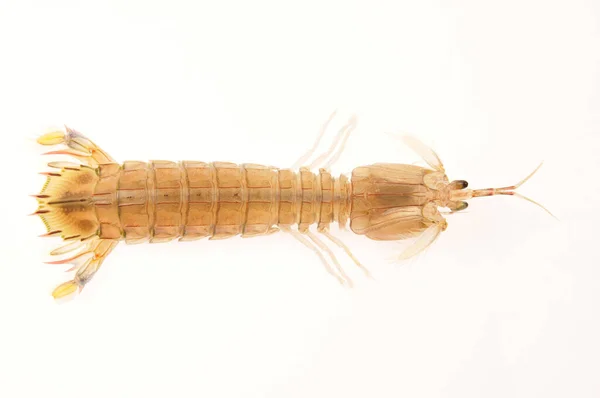 Auf Weißem Hintergrund Del Piero Shrimp Eine Art Marine Orga — Stockfoto