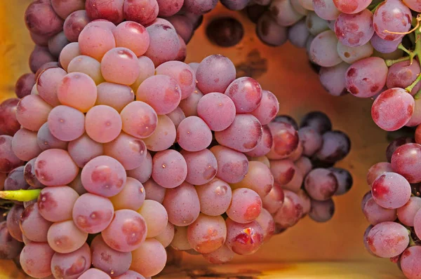 Fresh Grapes Close Pictures — Stock Photo, Image