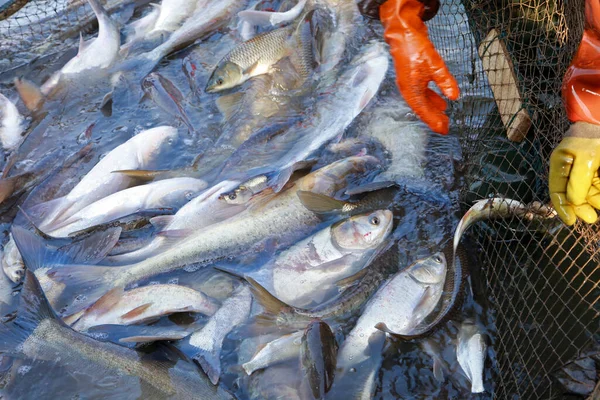 Balık ağlarındaki balıklar.