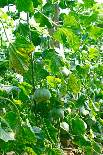 온실에서 자라는 멜라토닌 — 스톡 사진