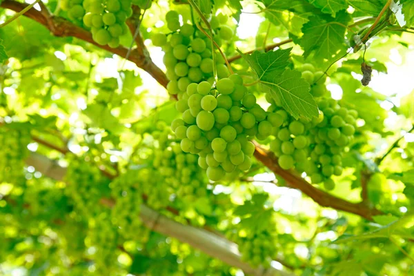 Vineyard Lot Grapes Vine — Stock Photo, Image