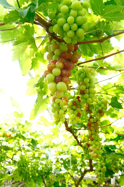 Vineyard Lot Grapes Vine — Stock Photo, Image