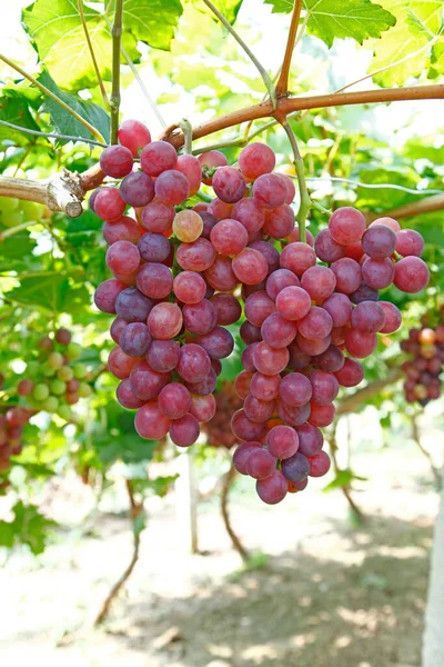 Vineyard Lot Grapes Vine — Stock Photo, Image