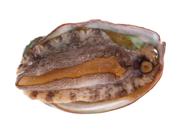 Abalone Schelpdieren Een Witte Achtergrond Heerlijk — Stockfoto