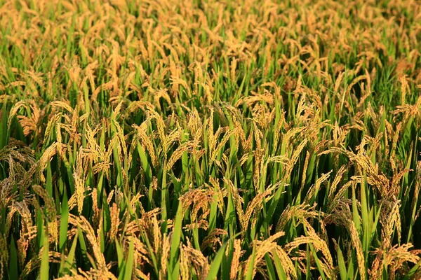 Paddy Fields Autumn Harvest Scene — Foto Stock