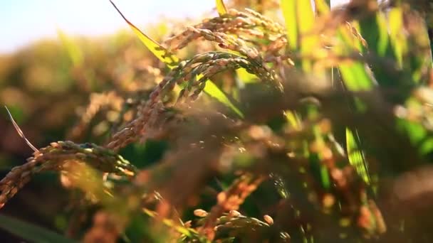 Dojrzałe Gospodarstwo Ryżowe Kraju Ryż Kołyszący Się Wietrze — Wideo stockowe