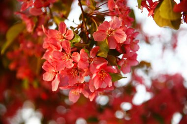Çin çiçekli yaban elması. 