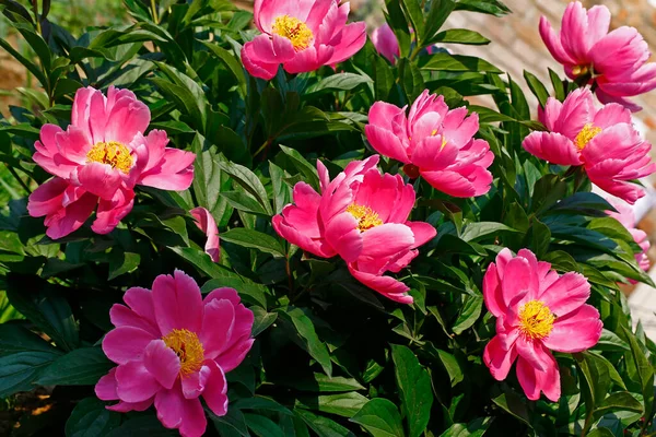 Różowe Kwitnące Piwonie Bardzo Piękne — Zdjęcie stockowe