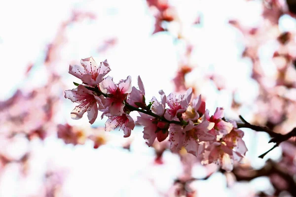 绽放的粉色桃花 非常漂亮 — 图库照片