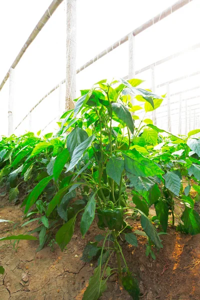 Green Pepper Grown Greenhouse — Stockfoto