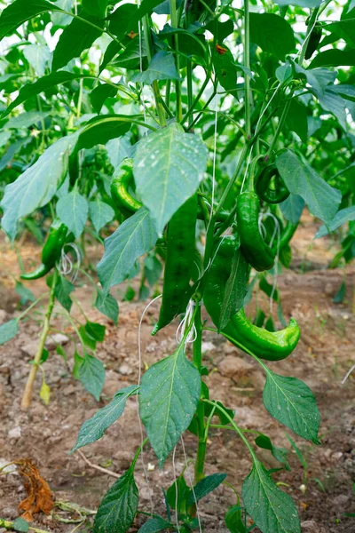 Green Pepper Grown Greenhouse — 스톡 사진