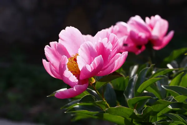 Różowa Piwonia Kwiaty Kwitnące — Zdjęcie stockowe