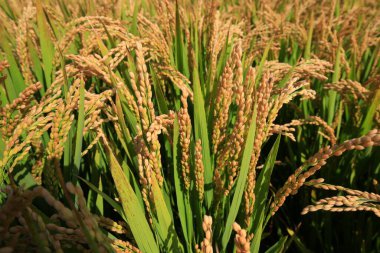 Sonbahar pirinç tarlaları