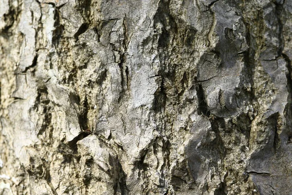 Текстура Старого Дерева — стоковое фото