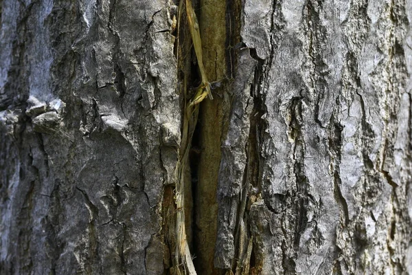 Tekstury Starego Drzewa — Zdjęcie stockowe