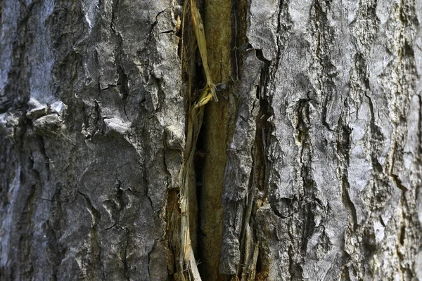 Det Gamla Trädets Struktur — Stockfoto