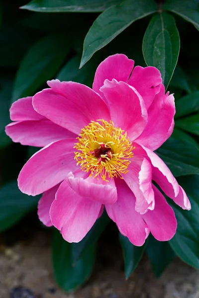 Peony Full Bloom Pink Very Beautiful — Zdjęcie stockowe