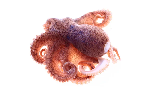 Octopus White Background — Stock Photo, Image