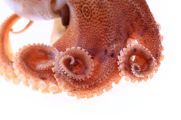 Pulpo Sobre Fondo Blanco — Foto de Stock