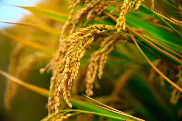 Mature rice farm in the country