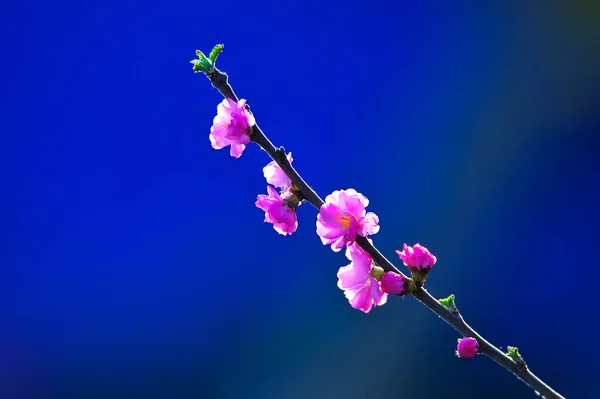 Florescendo Flores Lótus Lagoa — Fotografia de Stock