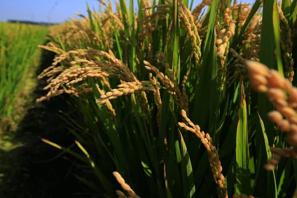 Los Arrozales Otoño — Foto de Stock