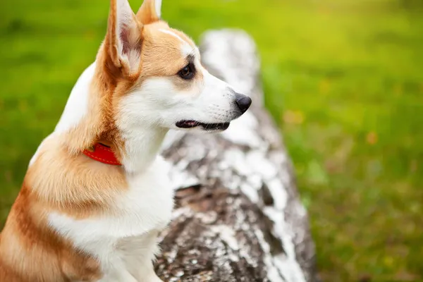 Portrait of a corgi puppy in summer. — Stock Photo, Image