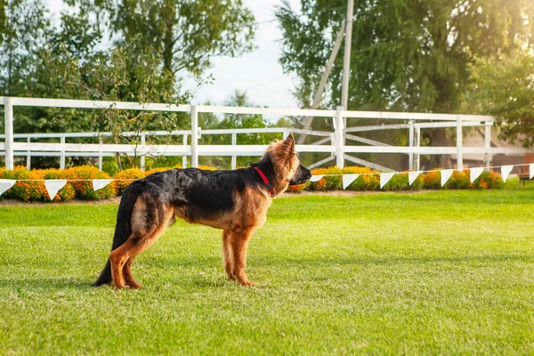 A beautiful German Shepherd stands on a training field. — Stock Photo, Image