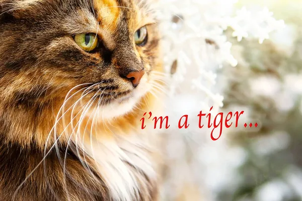 Porträt einer schönen Katze, die wie ein Tiger aussieht. — Stockfoto