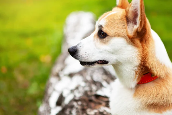 Portrait of a corgi puppy in summer. — Stock Photo, Image