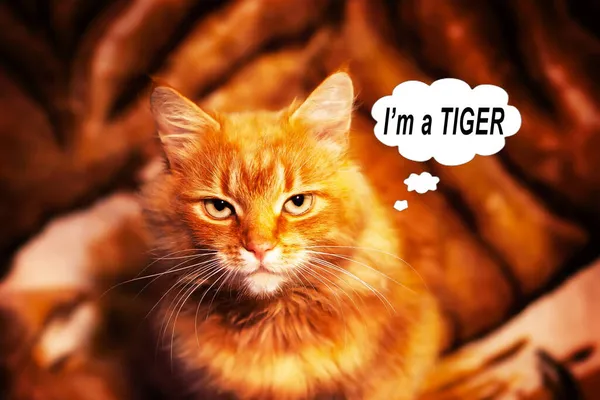 Portrét krásné červené kočky, která vypadá jako tygr. — Stock fotografie