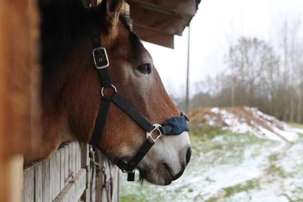 Cheval brun en corral — Photo