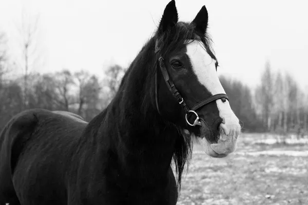 Tête de cheval noir gros plan — Photo