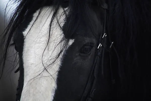 Μαύρο άλογο πορτρέτο — Φωτογραφία Αρχείου