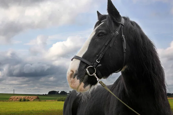 Μαύρο άλογο, κοντινό, στον γαλάζιο ουρανό με σύννεφα — Φωτογραφία Αρχείου