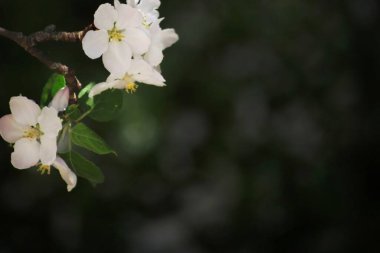 Çiçek açan bir elma ağacının dalına yakın plan koyu yeşillik