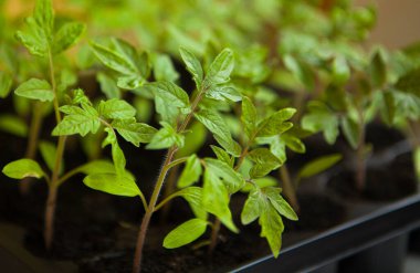 Genç domates filizleri. Tencerede domates fideleri. Domates yetiştiriyorum..
