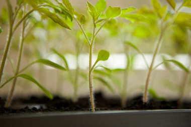 domates fideleri plastik tencere bitki için hazır.